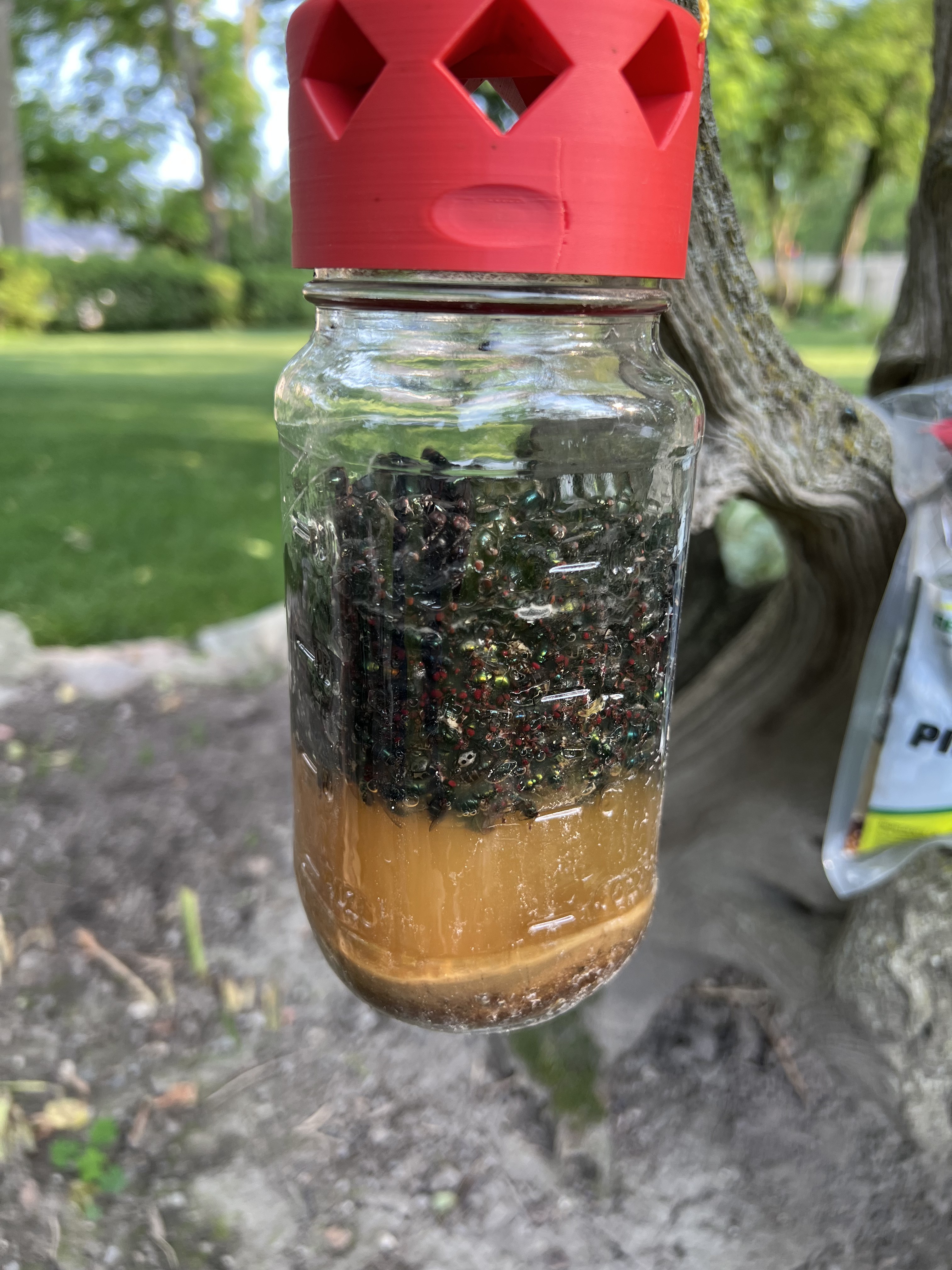 Mason jar packed with flies caught by the Fly-Inator, hanging outdoors