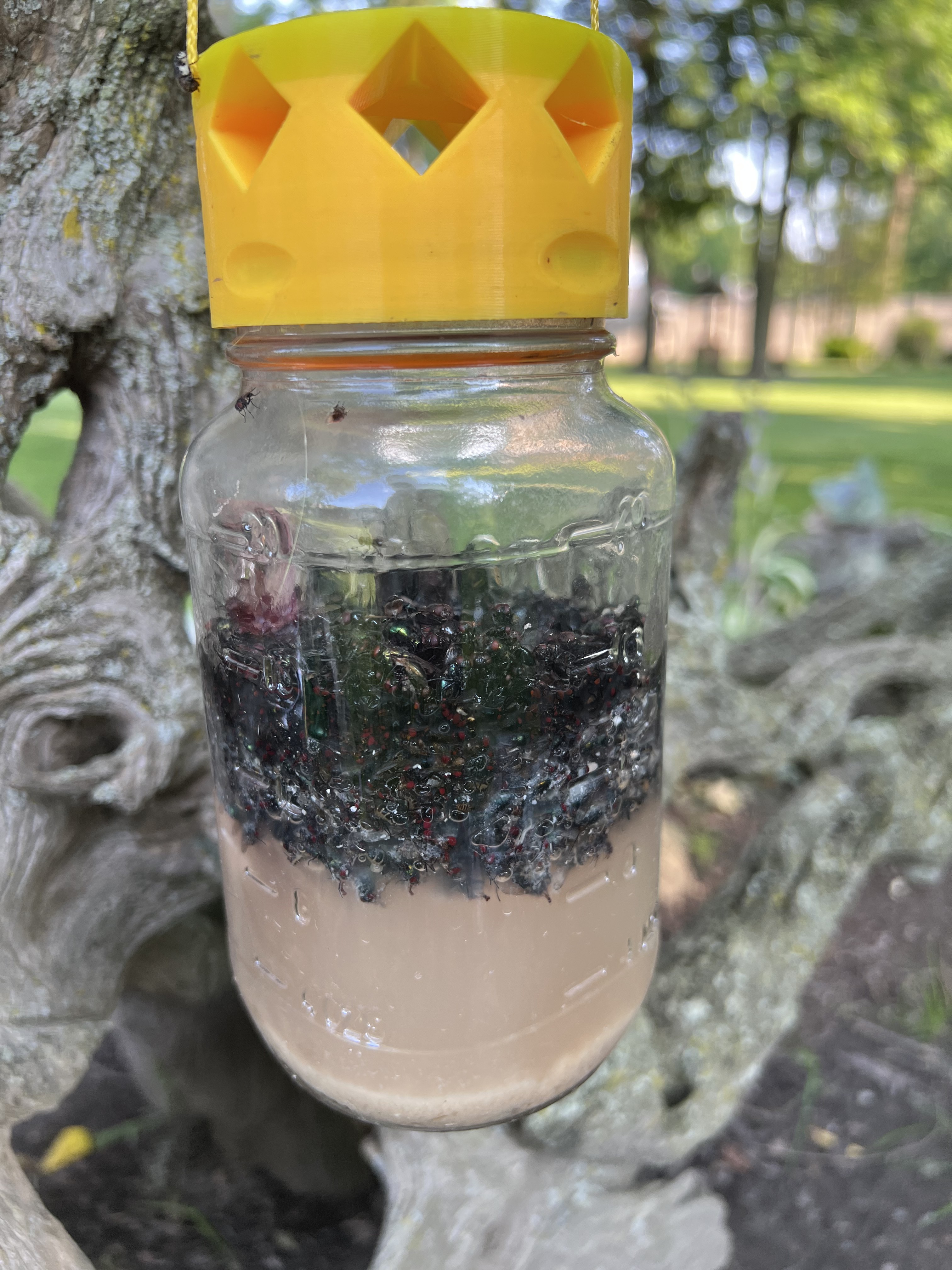 Second mason jar full of flies caught by the Fly-Inator