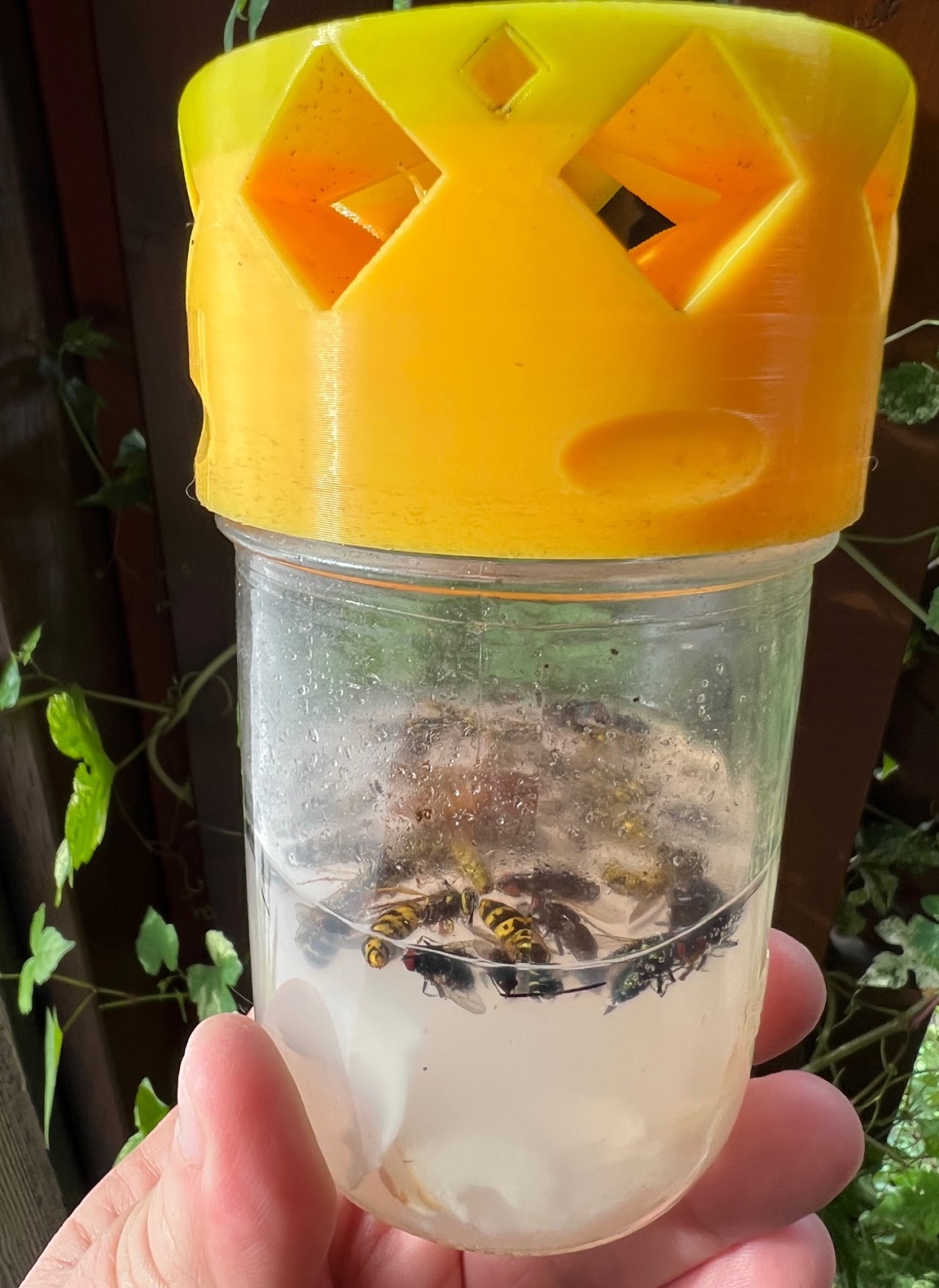 Fly-Inator lid on a mason jar full of caught flies